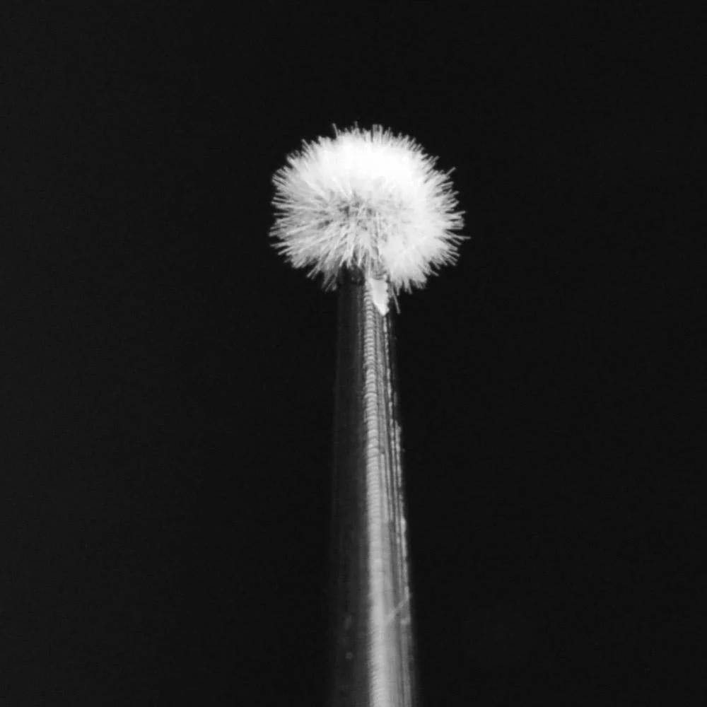 Micro Applicators - Image 2